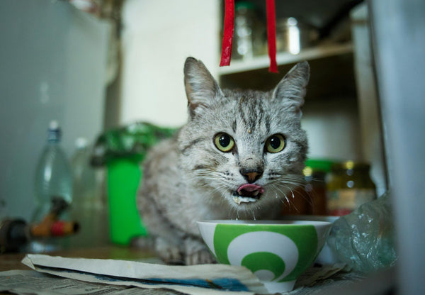 What Makes a Complete and Balanced Diet for Cats
