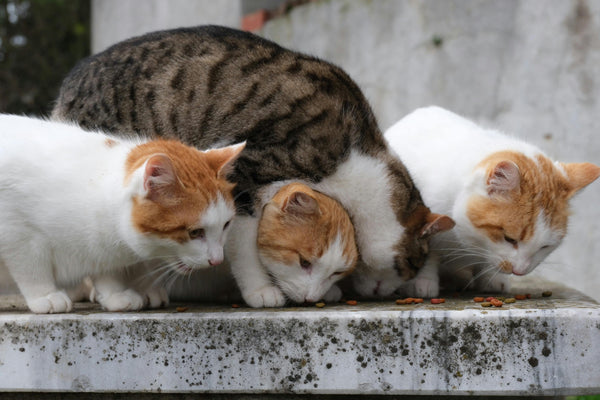 Why Fillers and By-Products Harm Your Cat's Nutrition