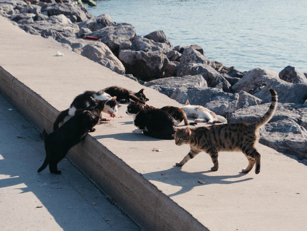 Human-Grade vs Feed-Grade Cat Food: Why It Matters
