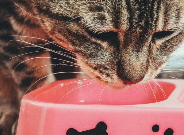 The Importance of Omega Fatty Acids in Your Cat's Diet