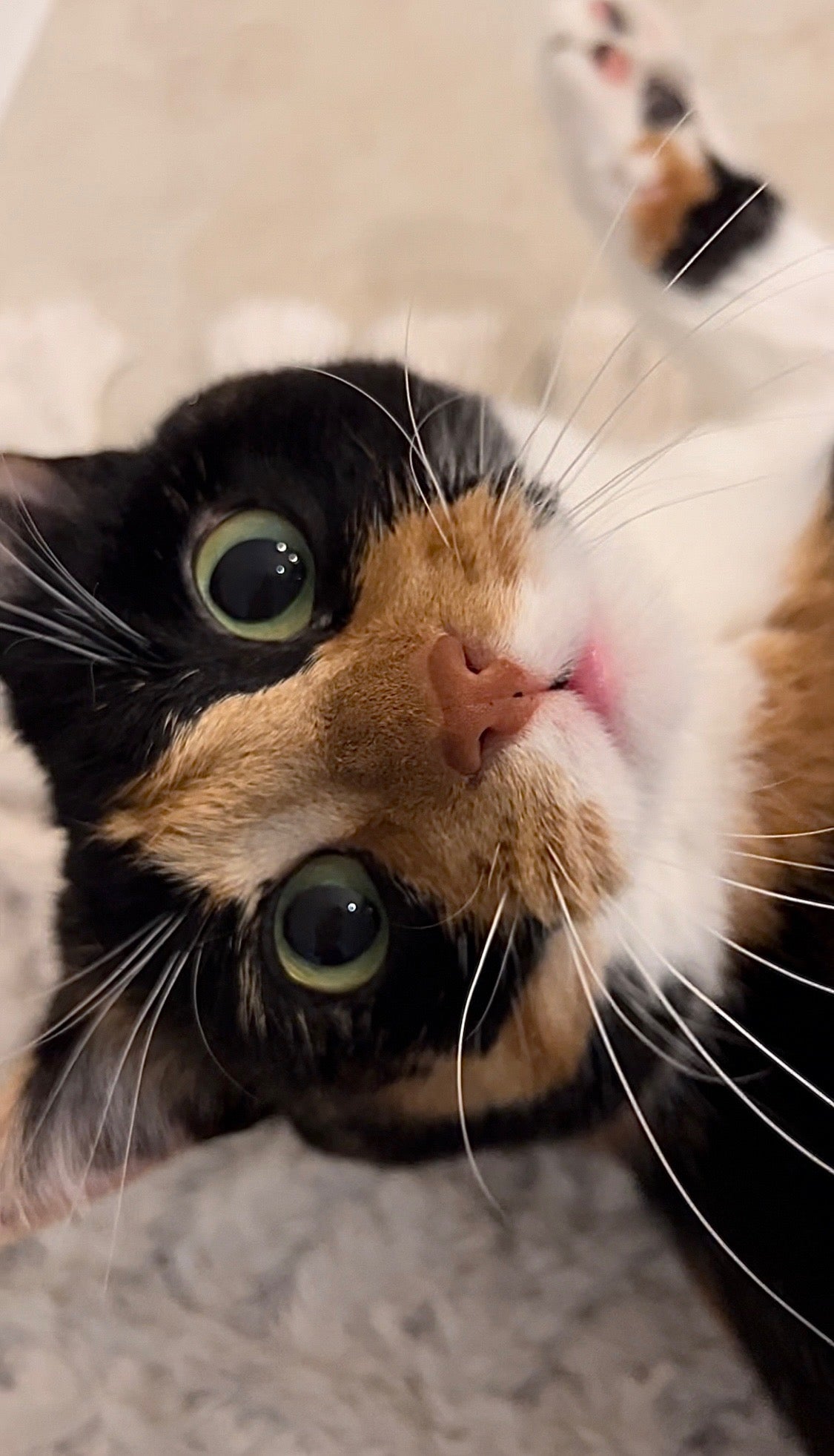 Missy — Chief Marketing Officer at Clawz