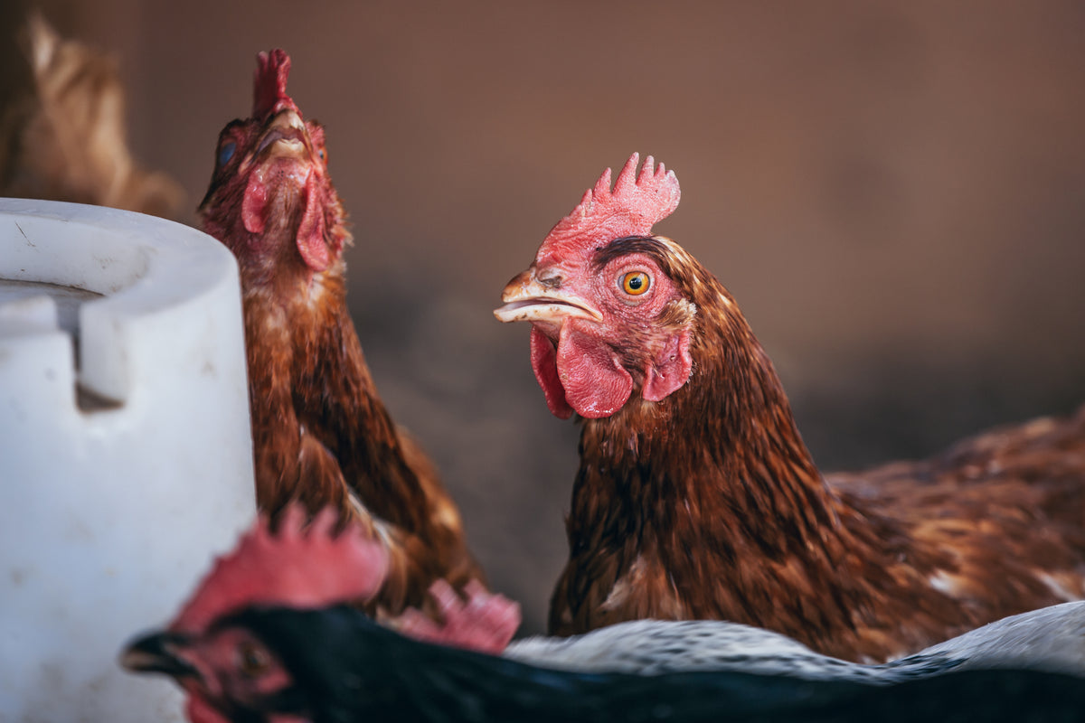 Clawz Chicken Recipe