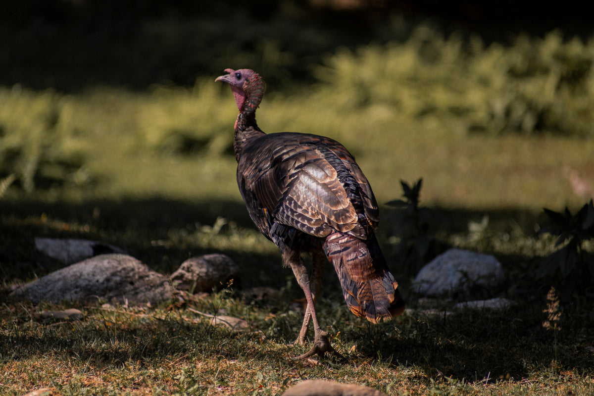 Clawz Turkey Recipe